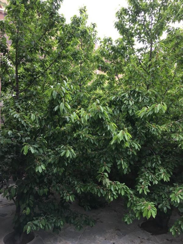 خرید ویلا در لواسان