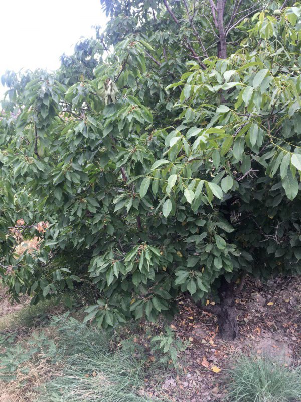 خرید ویلای زیبا و بزرگ
